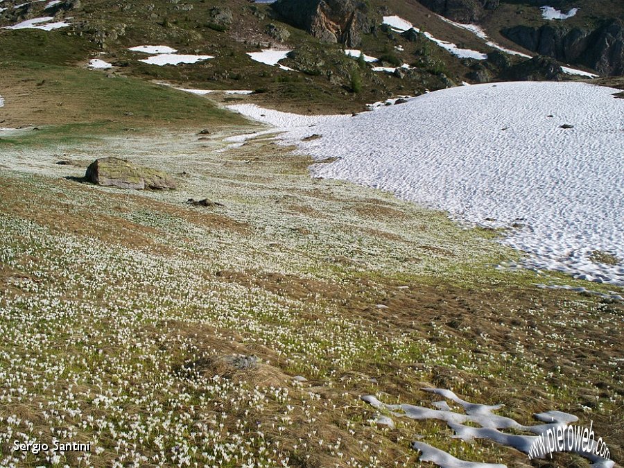 01 La neve lascia il posto al bianco dei fiori.JPG